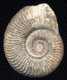 Pseudogrammoceras bingmanni