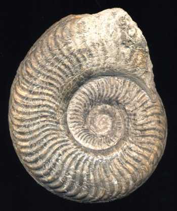 Ammonites et aliae spirae II - Pseudogrammoceras bingmanni