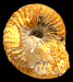 Poecilomorphus cycloides