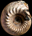 Cadochamoussetia tschernyschewi
