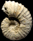 Romaniceras (Romaniceras) kallesi