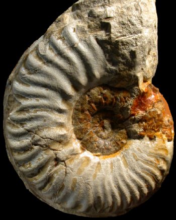 Ammonites et aliae spirae II - Haugia phillipsi