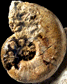 Pleydellia (Pleydellia) buckmani