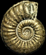 Pleuroceras apyrenum