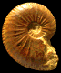 Amaltheus stokesi