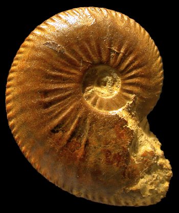 Ammonites et aliae spirae II - Amaltheus stokesi