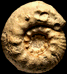 Erymnoceras (Erymnoceras) coronatum