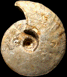 Macrocephalites gracilis (M)