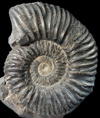 Ammonites et aliae spirae II - Blanfordiceras wallichi