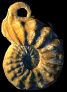 Pervinquieria (Subschloenbachia) rostrata
