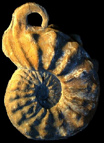 Ammonites et aliae spirae II - Pervinquieria (Subschloenbachia) rostrata