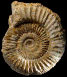 Dactylioceras (Dactylioceras) gr. commune