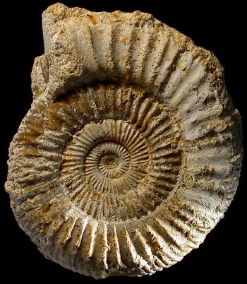 Ammonites et aliae spirae II - Dactylioceras (Dactylioceras) commune