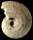Harpoceras lassum (M)