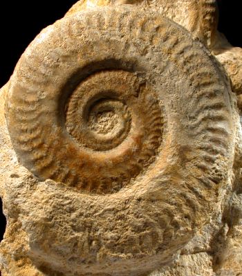Ammonites et aliae spirae II - Hildoceras lusitanicum