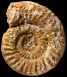 Hildoceras sublevisoni