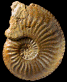 Amaltheus margaritatus forme margaritatus