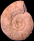 Procerites (Procerites) laeviplex