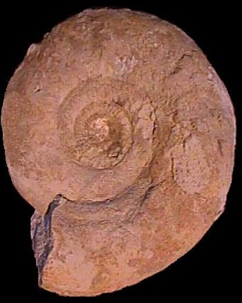 Ammonites et aliae spirae II - Parkinsonia (Durotrigensia) sp.