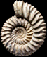 Pavlovia iatriensis (m)