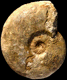 Esericeras eseri (M)