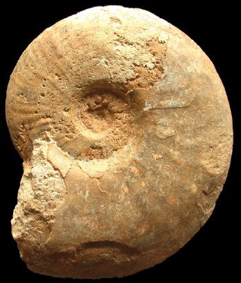 Ammonites et aliae spirae II - Esericeras eseri