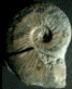 Haugia jugosa