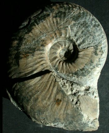 Ammonites et aliae spirae II - Haugia jugosa