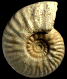 Putealiceras sp. (M)