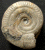 Hildoceras bifrons morphe angustisiphonatum