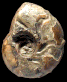 Sowerbyceras tortisulcatum