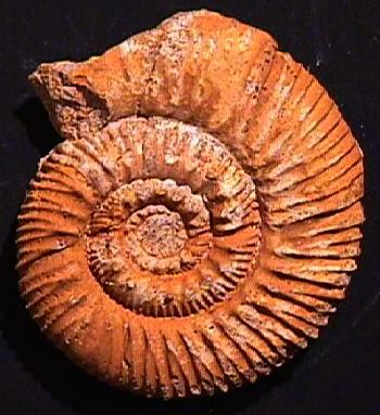 Ammonites et aliae spirae II - Rehmannia (Loczyceras) segestana
