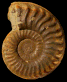 Arieticeras successum