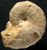 Taramelliceras bachianum