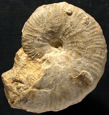 Ammonites et aliae spirae II - Taramelliceras bachianum