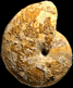 Calliphylloceras disputabile heterophylloides