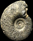 Quenstedtoceras henrici