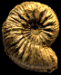 Cardioceras costicardia