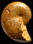 Phylloceras (Phylloceras) heterophyllum