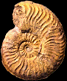 Pleydellia (Walkericeras) arcuata