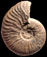 Pleydellia (Walkericeras) lugdunensis
