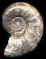 Lytoceras cornucopia (M)