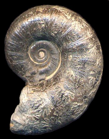 Ammonites et aliae spirae II - Lytoceras cornucopia