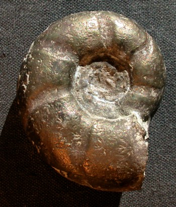 Ammonites et aliae spirae II - Melchiorites emerici