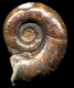 Protetragonites obliquestrangulatus