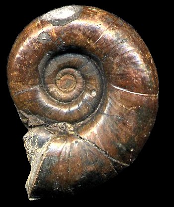 Ammonites et aliae spirae II - Protetragonites obliquestrangulatus 1