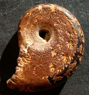 Ammonites et aliae spirae II - Neolissoceras grasianum