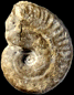Neoprionoceras lautlingensis (M)