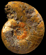 Dumortieria moorei