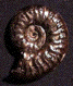 Denckmannia sp.